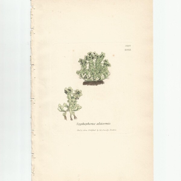 Antique Original 1844 James Sowerby Botanical Print Plate Bookplate English Botany Lichens   Scyphophorus  alcicornis   1392/2282