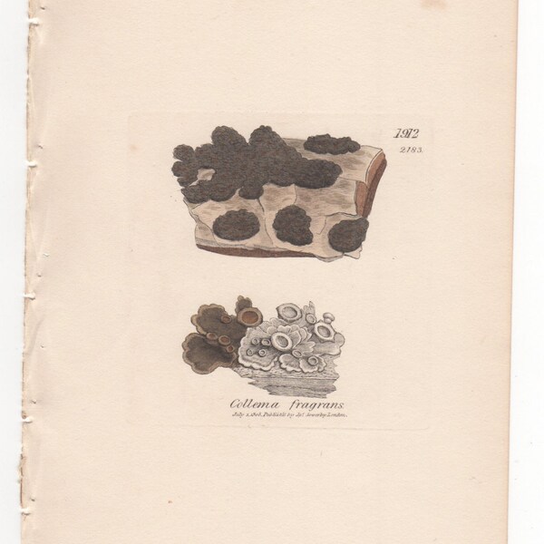Antique Original 1844 James Sowerby Botanical Print Plate Bookplate English Botany  Cryptogamia Lichens  Collema fragrans 1912/2183