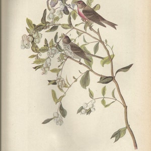 Original Vintage 1941 John James Audubon Birds of America Bookplate Print Bird Print 375 Common Redpoll 376 Trumpeter Swan