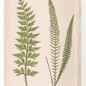 Antique Original Fern Print Plate Bookplate Botanical Lowe's New and ...