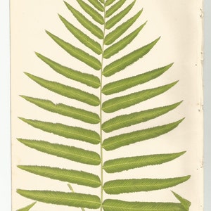 Antique Original Fern Print Plate Bookplate Botanical Lowe's Ferns 1856 POLYPODIUM XI image 1