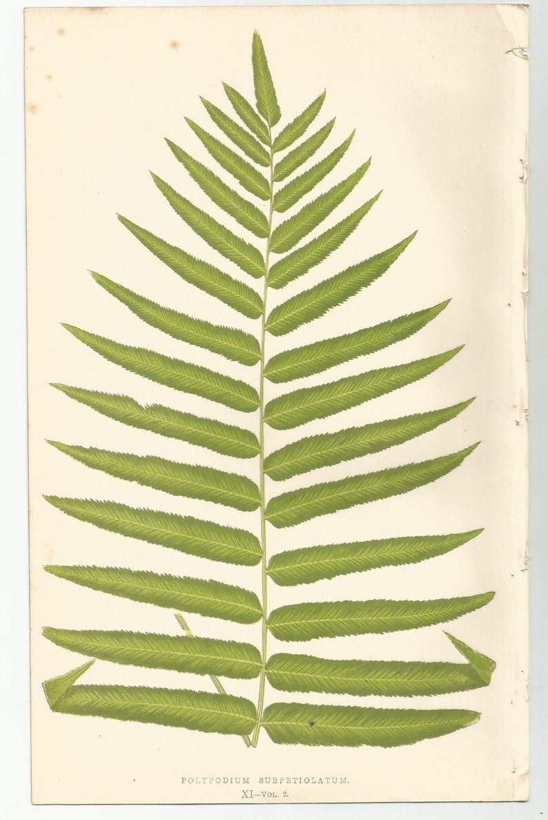 Antique Original Fern Print Plate Bookplate Botanical Lowe's Ferns 1856 POLYPODIUM XI image 1