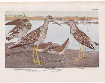 Sandpipers & Yellow Legs   #36   1936 Fuertes Bird Print Plate Bookplate Vintage Original Print Birds of America by  Louis Agassiz Fuertes