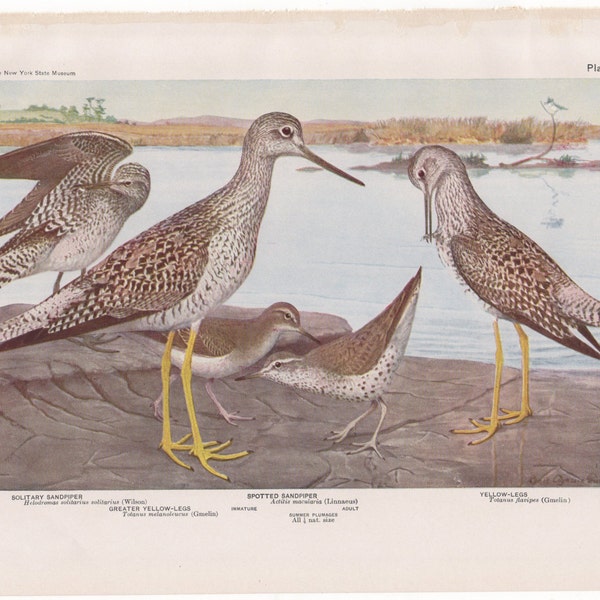 Sandpipers & Yellow Legs   #36   1936 Fuertes Bird Print Plate Bookplate Vintage Original Print Birds of America by  Louis Agassiz Fuertes