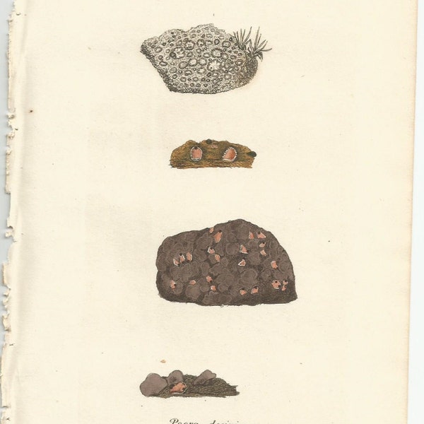 Antique Original 1844 James Sowerby Botanical Print Plate Bookplate English Botany  Cryptogamia Lichens 870  Psora  decipiens