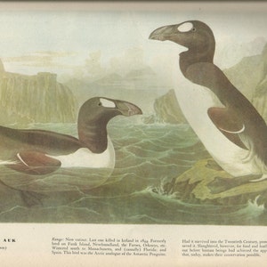 Original Vintage 1941 John James Audubon Birds of America Bookplate Print Bird Print 341 Great Auk 342 American Golden Eye