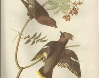 Original Vintage 1941 John James Audubon Birds of America Bookplate Print Bird Print 363 Waxwing 364 White Winged Crossbill
