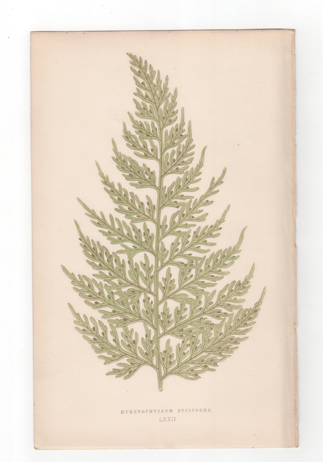 Antique Original Fern Print Plate Bookplate Botanical - Etsy España