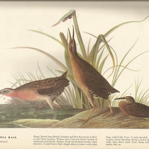 Original Vintage 1937 John James Audubon Birds of America Bookplate Print Bird Print 205  Virginia Rail & 206 Wood Duck