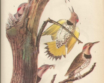 Original Vintage 1937 John James Audubon Birds of America Bookplate Print Bird Print 37  Flicker and 38 Kentucky Warbler