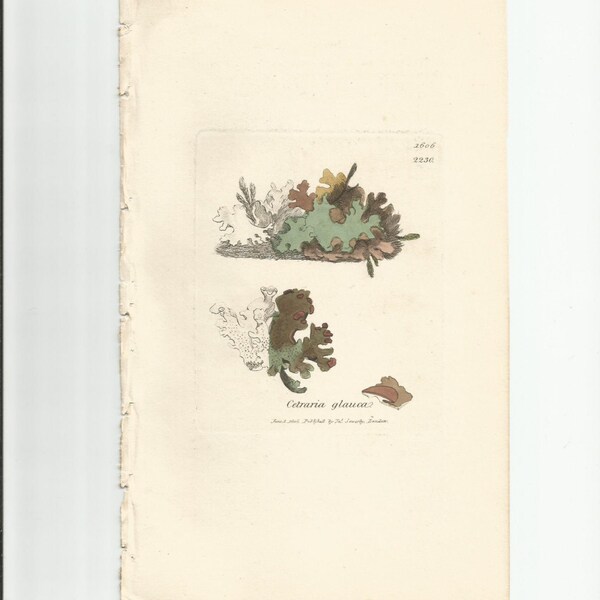 Antique Original 1844 James Sowerby Botanical Print Plate Bookplate English Botany Lichens Cetraria glauca      1606/2230