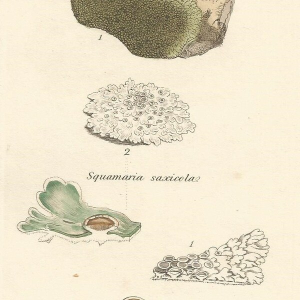 Antique Original 1844 James Sowerby Botanical Print Plate Bookplate English Botany  Cryptogamia Lichens 1695 Squamaria  saxicola