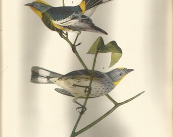 Original Vintage 1937 John James Audubon Birds of America Bookplate Print Bird Print 463 Audubon's Warbler 464 Chestnut Collared Longspur