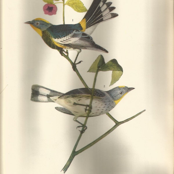 Original Vintage 1937 John James Audubon Birds of America Bookplate Print Bird Print 463 Audubon's Warbler 464 Chestnut Collared Longspur