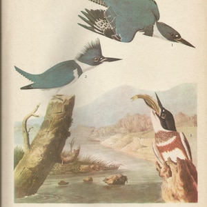 Original Vintage 1937 John James Audubon Birds of America Bookplate Print Bird Print 77   Belted Kingfisher and Caolina Wren