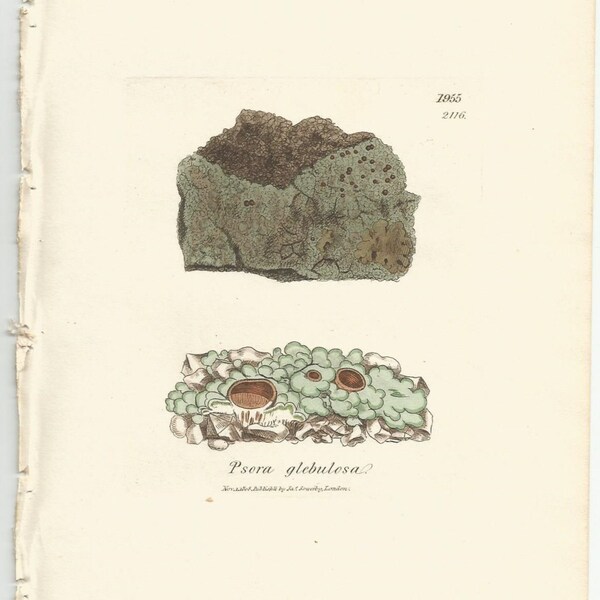 Antique Original 1844 James Sowerby Botanical Print Plate Bookplate English Botany  Cryptogamia Lichens 1955  Psora  glrbulosa