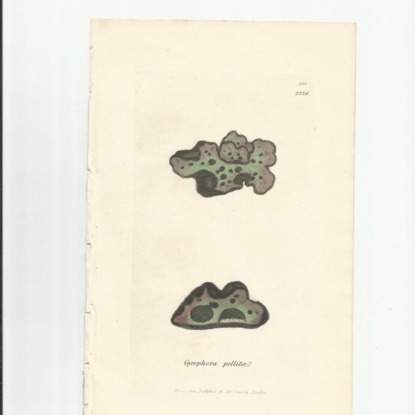 Antique Original 1844 James Sowerby Botanical Print Plate Bookplate English Botany Lichens Gyrophora  pellita   931/2226