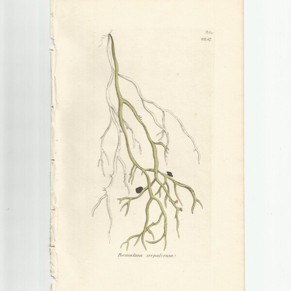 Antique Original 1844 James Sowerby Botanical Print Plate Bookplate English Botany Lichens    Ramalina scopulorum  688/2247