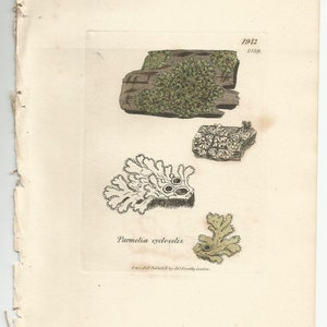 Antique Original 1844 James Sowerby Botanical Print Plate Bookplate English Botany Lichens Parmelia cycloselis 1942 afbeelding 1