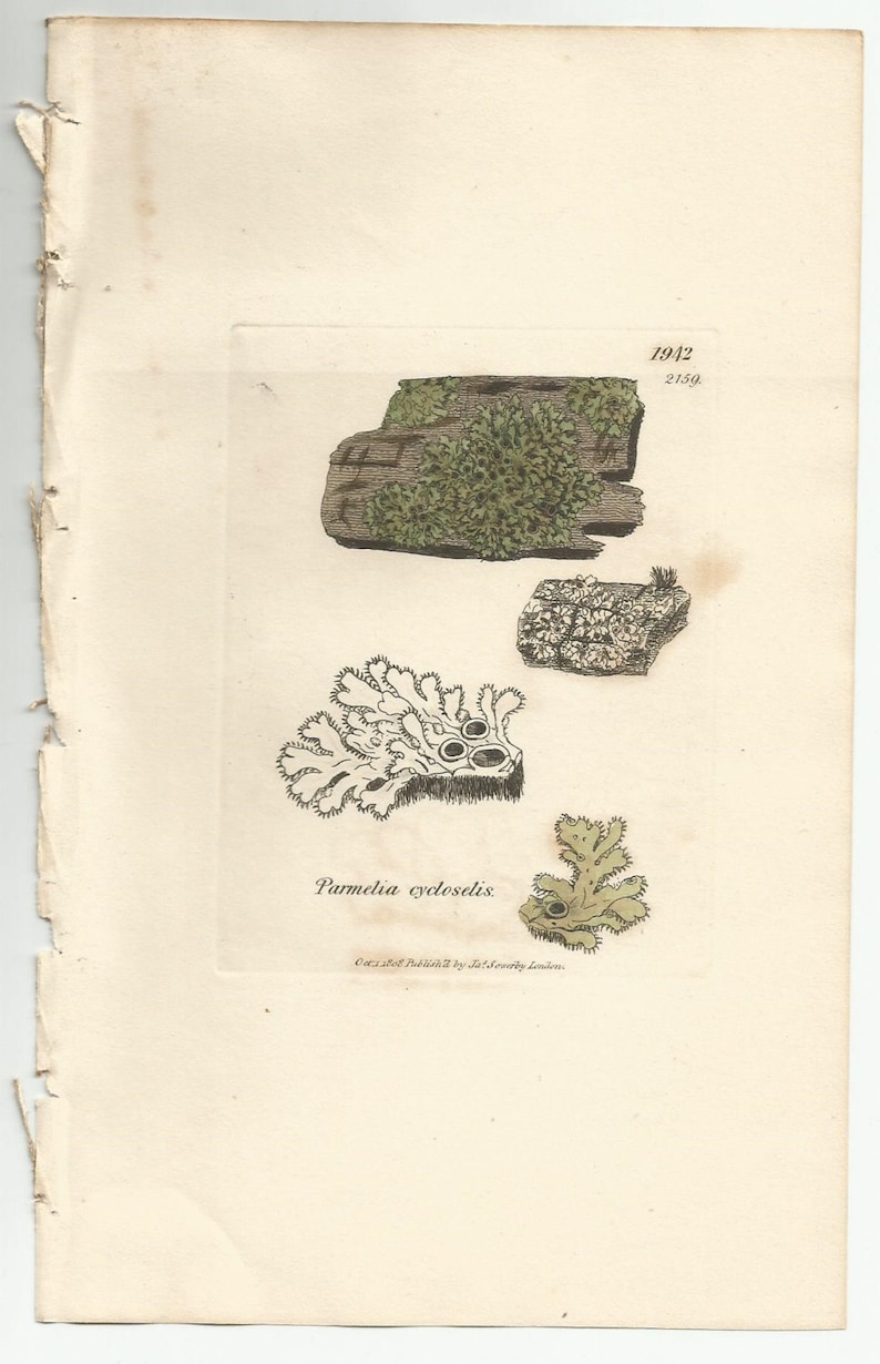 Antique Original 1844 James Sowerby Botanical Print Plate Bookplate English Botany Lichens Parmelia cycloselis 1942 afbeelding 1