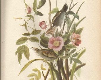 Original Vintage 1937 John James Audubon Birds of America Bookplate Print Bird Print 93 Seaside Sparrow  94  Vesper Sparrow