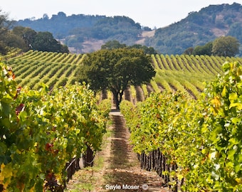 Napa Valley Fall Vineyard 9 Fine Art Photograph, Wall Art, Home Decor, Vineyard Image, Rolling Hills Vineyard Photo, Oak Tree Image, Gift