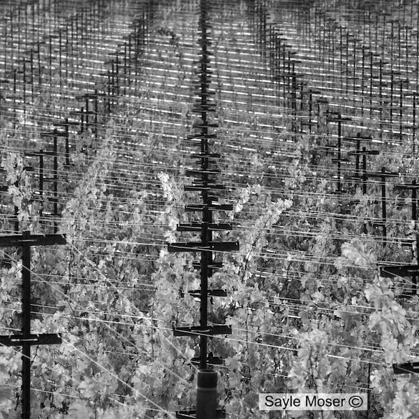 Napa Valley Vineyard 6 Black and White Fine Art Photograph, Wall Art, Home Decor, Gift, Vineyard Rows Photograph, Wine Country Photo