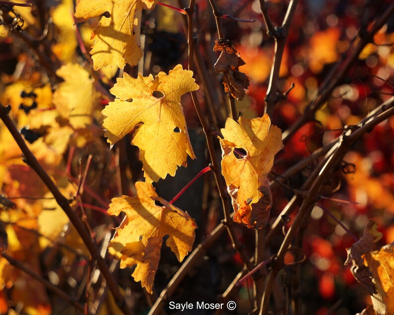 Napa Valley Fall Vineyard 37 Fine Art Photograph Wall Art Vineyard Image Wine Country Photo Photo Gift Fall Photo Home Decor Photo