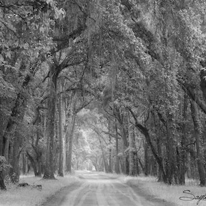 Botany Bay Plantation Road 1 Fine Art Photograph, Wall Art, Tree Lined Dirt Road, Oak Tree Lined Road Photo, Edisto Island South Carolina