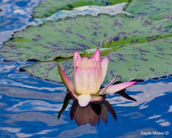 lily pad yoga