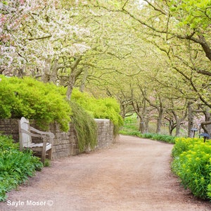 Cherry Trees 3 Fine Art Photograph, Wall Art, Blooming Cherry Trees Photo, Tree Tunnel Photo, Garden Path, Chicago Botanic Garden, Gift