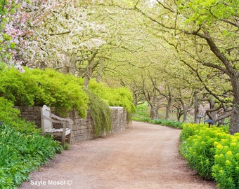 Cherry Trees 3 Fine Art Photograph, Wall Art, Blooming Cherry Trees Photo, Tree Tunnel Photo, Garden Path, Chicago Botanic Garden, Gift