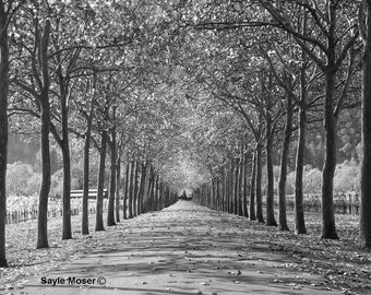Napa Valley Beaulieu Garden Road 4 Fine Art Photograph, Wall Art, Room Decor, Black and White Print, Wine Country Image, Tree Lined Road