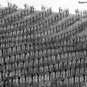 Napa Valley Winter Vineyard 2 Black and White Fine Art Photograph, Wall Art, Vineyard Rows Print, Winter Vineyard Photo, Wine Country Photo