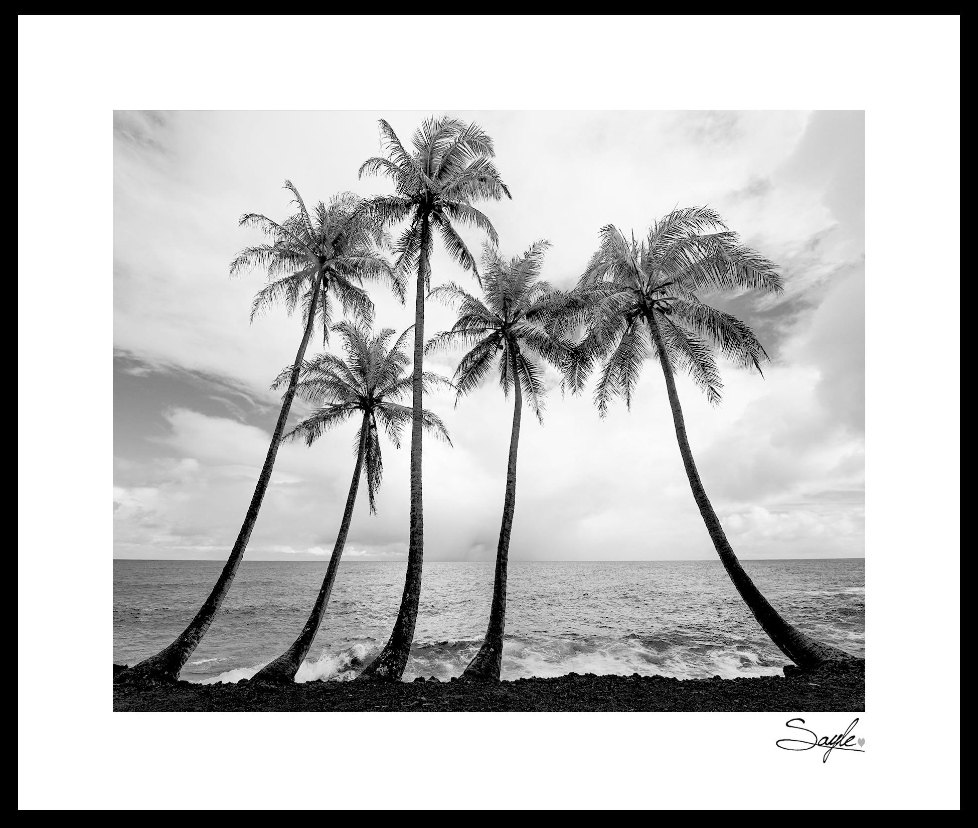Hawaiian Palm Trees 8 Fine Art Photograph, Wall Art, Big Island Coast ...