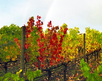 Napa Valley Fall Vineyard Rainbow Fine Art Photograph, Wall Art, Home Decor, Wine Country Photo, Rainbow in Nature, Fall Colors Image, Gift