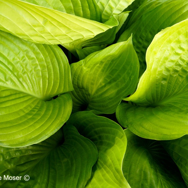 Giant Green Leaf Hosta Fine Art Photograph, Wall Art, Spa Decor, Botanic Print, Nature Photography, Green Art, Gift, Landscape Garden Photo