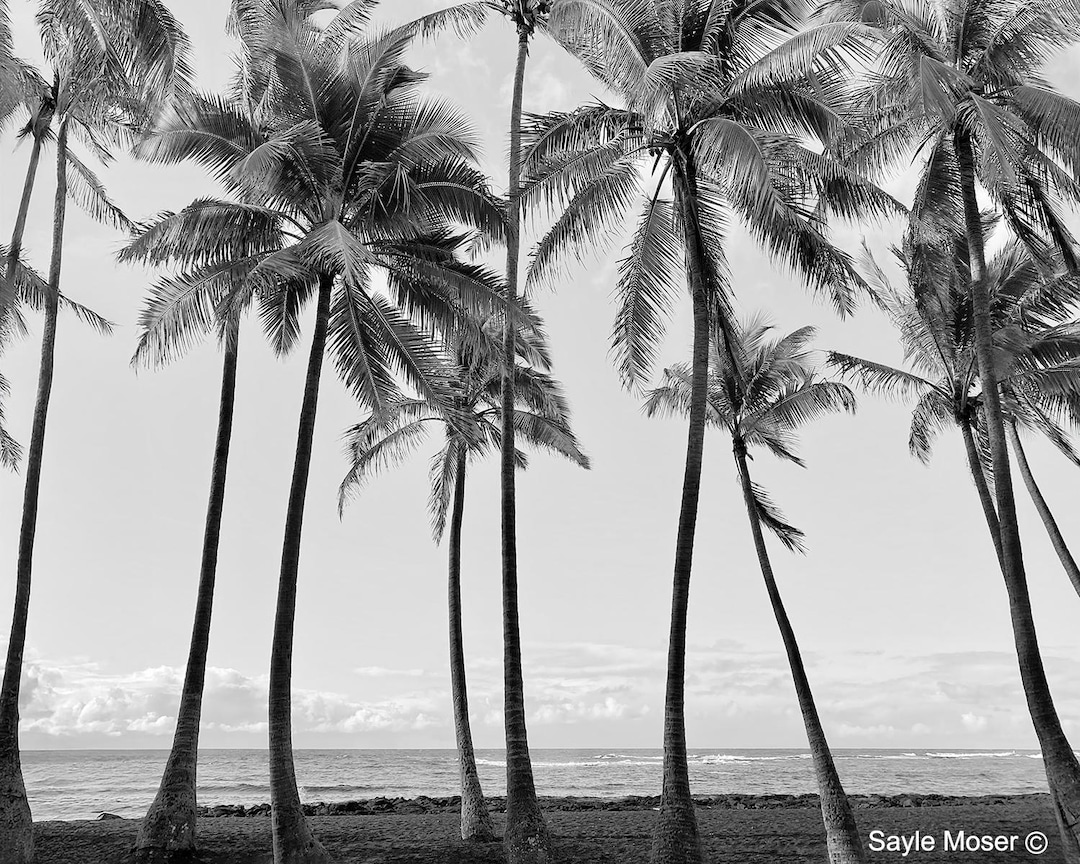Hawaiian Palm Trees 5 Fine Art Photograph, Wall Art, Big Island Coast ...