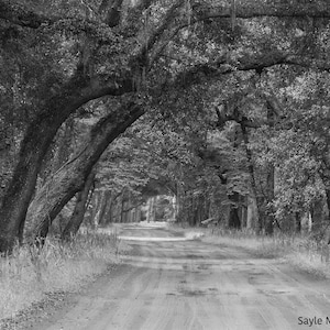 Botany Bay Plantation Road 2 Fine Art Photograph, Wall Art, Tree Lined Dirt Road, Oak Tree Lined Road Photo, Edisto Island South Carolina