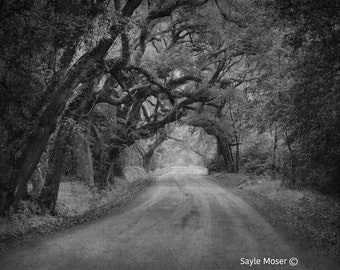 Botany Bay Plantation Road 4 Fine Art Photograph, Wall Art, Tree Lined Dirt Road, Oak Tree Lined Road Photo, Edisto Island South Carolina