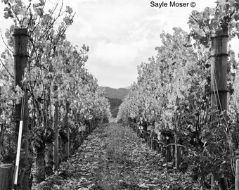 Napa Valley Vineyard Black and White 16 Fine Art Photograph, Wall Art, Vineyard Rows Photograph, Wine Country Photo, Wine Harvest Grapes