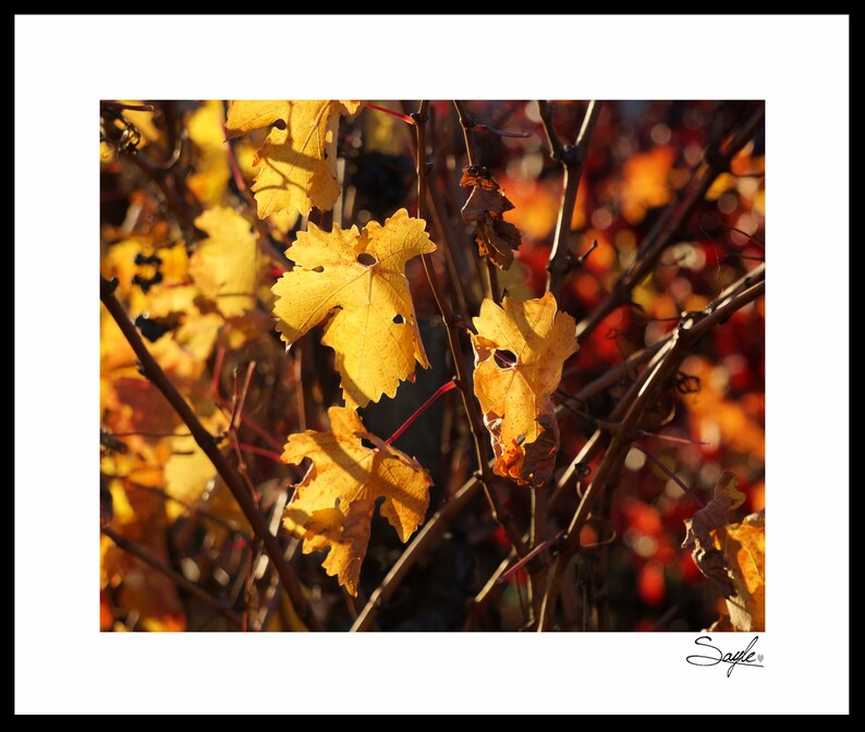 Napa Valley Fall Vineyard 37 Fine Art Photograph Wall Art Vineyard Image Wine Country Photo Photo Gift Fall Photo Home Decor Photo
