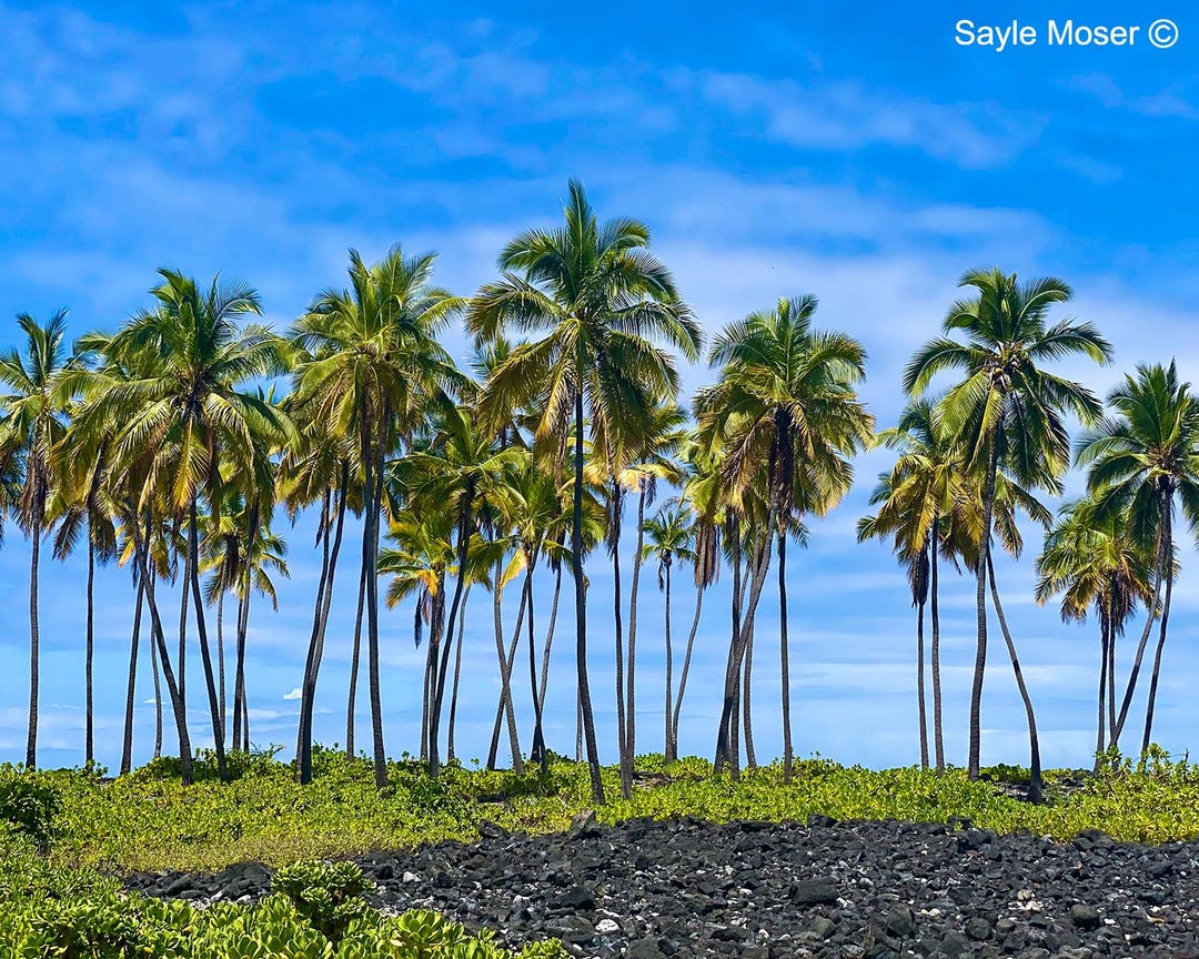 Hawaiian Palm Trees 2 Fine Art Photograph, Wall Art, Big Island Coast ...