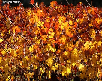 Napa Valley Fall Vineyard 23 Fine Art Photograph, Wall Art, Home Decor Photo, Wine Country Photo, Photo Gift, Vineyard Image, Fall Photo