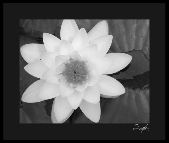 lily pad yoga