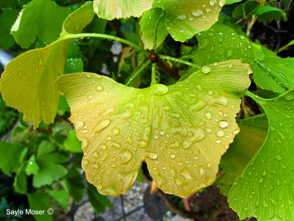 Ginkgo Biloba Tree Leaf Fine Art Photograph, Wall Art, Room Decor, Office Wall Art, Botanic Print, Plant Leaf Photo, Butterfly Leaf