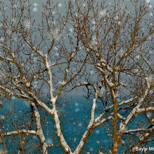 Lake Michigan Winter Tree Fine Art Photograph, Wall Art, Room Decor, Nature Photography, Photo Gift, Water Print, Snow Photo, Blue Photo