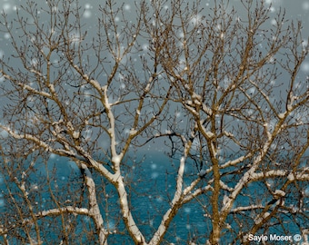 Lake Michigan Winter Tree Fine Art Photograph, Wall Art, Room Decor, Nature Photography, Photo Gift, Water Print, Snow Photo, Blue Photo