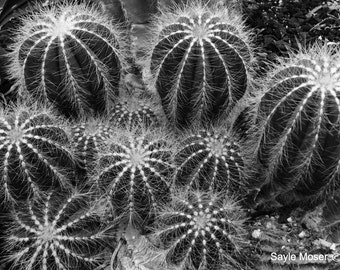 Cactus Garden Fine Art Photograph, Wall Art, Nature Photograph, Chicago Botanic Garden Image, Plant Photo, Desert Cactus Print, Photo Gift