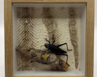 Eastern Lubber Grasshopper Shadow Box, Pinned Insect Display, Snake Shed, Native Florida Specimen